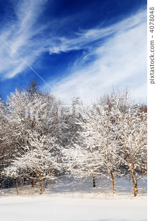 Winter forest 4078048