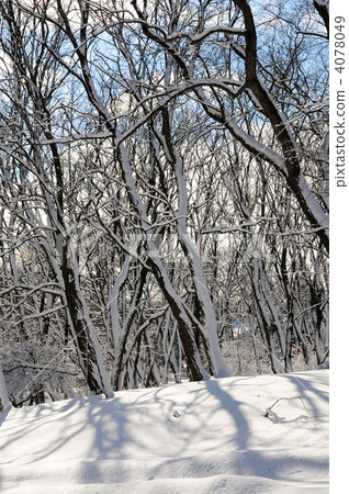 Winter forest 4078049