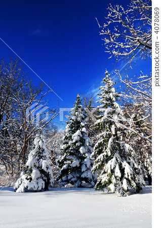 Winter forest Winter forest 4078069