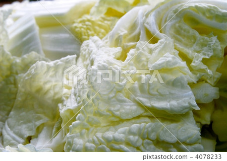 大白菜 纖維 切割 4078233