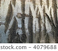樹幹 4079688