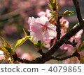 河津櫻花 4079865