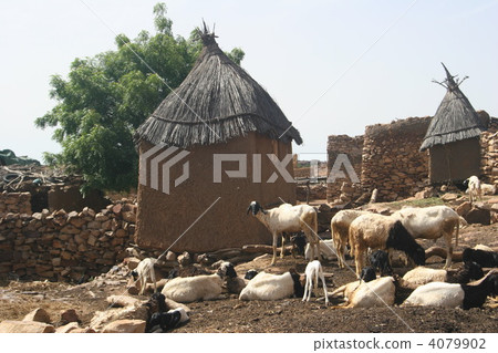 多貢部落村和山羊 多貢部落村和山羊 4079902