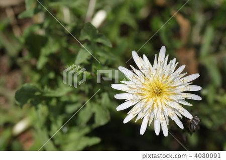 白色香蕉蒲公英 4080091