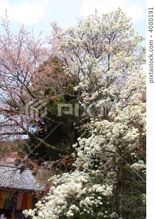 Nagiro Pear Nagiro Pear 4080191