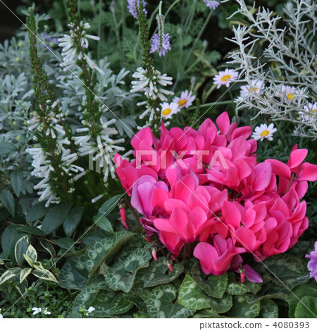 flower bed  4080393
