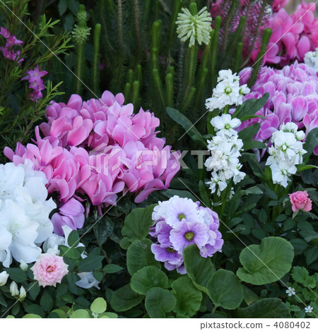 flower bed  4080402
