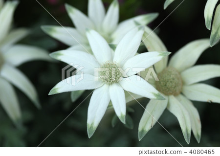 法蘭絨花 4080465