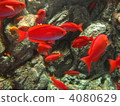 goldfish, fish, tropical fish 4080629