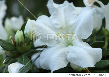 Azalea Azalea 4080641