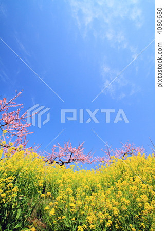 甲府盆地的桃花和油菜花 甲府盆地的桃花和油菜花 4080680