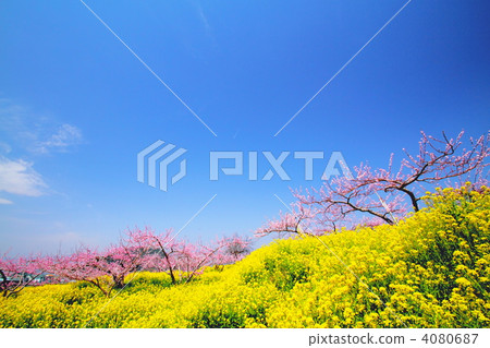 甲府盆地的桃花和油菜花 甲府盆地的桃花和油菜花 4080687
