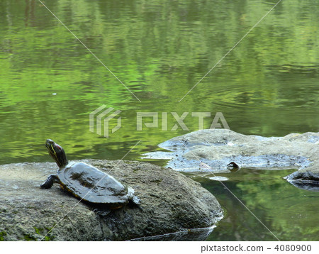 Green turtle 4080900