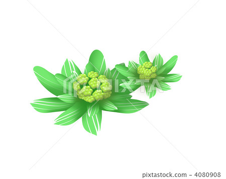 款冬發芽 植物 植物學 4080908