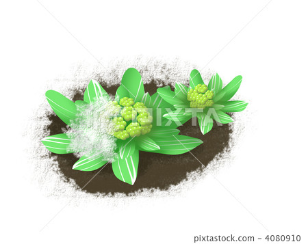 融雪 款冬發芽 植物 4080910