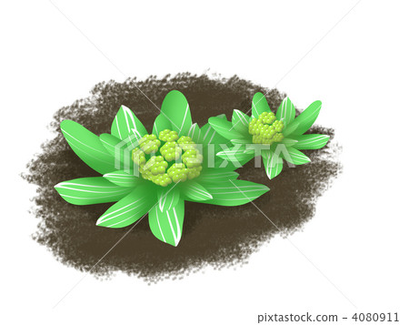 早春的美味 款冬發芽 植物 4080911