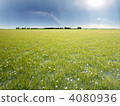 Grassland CG 4080936