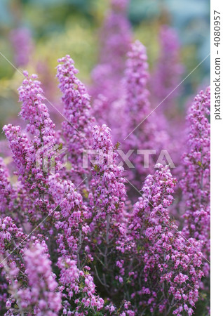 Calluna, calluna vulgaris, bloom 4080957