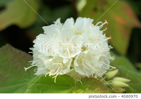 donbeya-chiriakea, made in africa, sterculiaceae 4080970