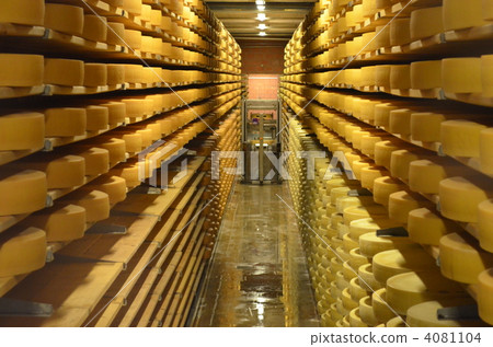 Cheese Plant 4081104