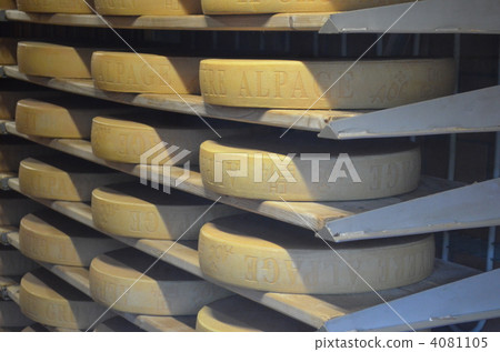 Cheese Plant Cheese Plant 4081105