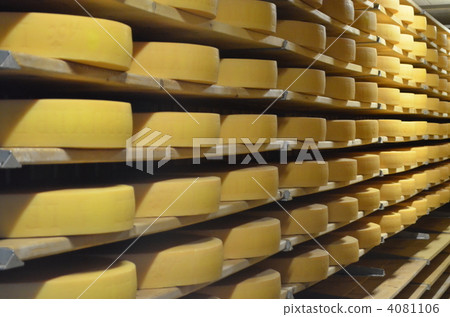 Cheese Plant 4081106