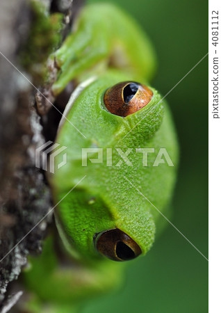 Moria鷗青蛙 Moria鷗青蛙 4081112