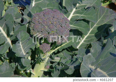 图库照片: 西兰花 花椰菜 花蕾