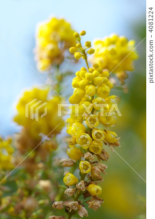 粳稻十大功勞 粳稻十大功勞 4081224