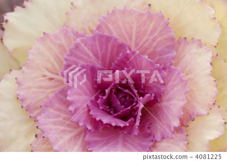 觀賞白菜 4081225