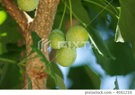 Ginkgo grew big now. Ginkgo grew big now. 4081238