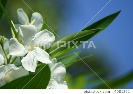 Bamboo peach White flowers feel so neat 4081251