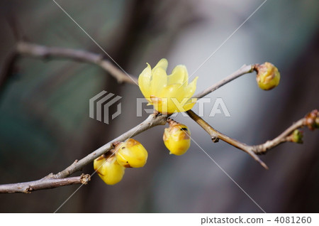 Wax plum blossom 4081260