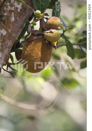 jackfruit, durian, mango 4081404