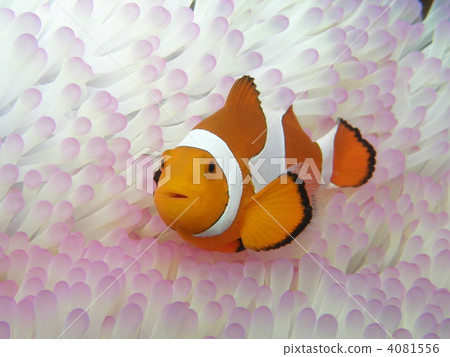 Clown anemonefish and sea anemones 4081556