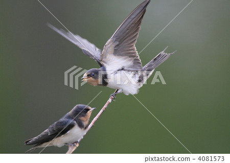 燕子的小鳥 燕子的小鳥 4081573