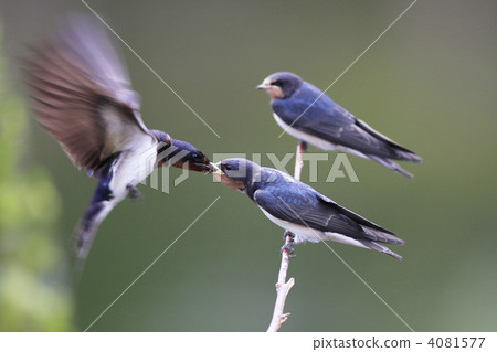 family of swallows family of swallows 4081577