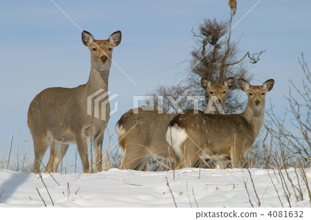 Three female Ezo deer! 4081632