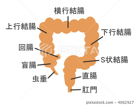 How the colon works How the colon works 4082927