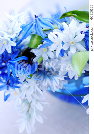 First spring flowers First spring flowers 4083095