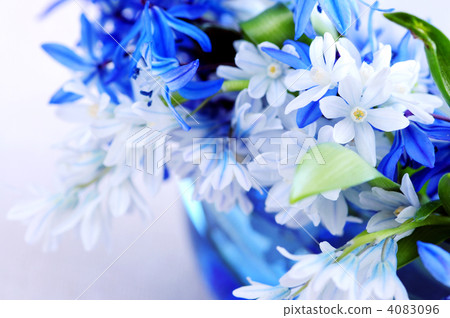 First spring flowers 4083096