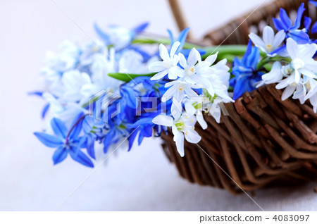 First spring flowers 4083097