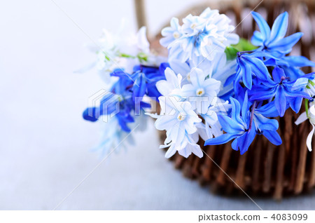 First spring flowers First spring flowers 4083099