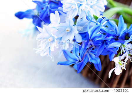 First spring flowers 4083101