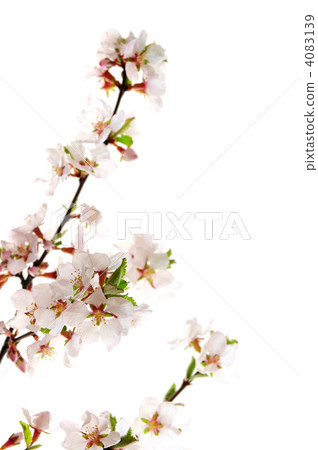 flower, flowers, backdrop 4083139