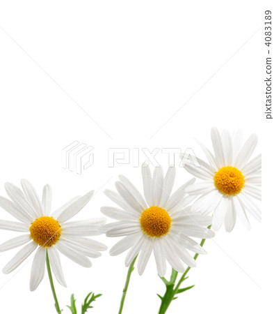 botanic, botanical, flower 4083189
