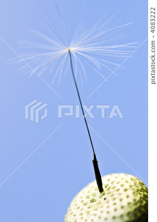 Dandelion 4083222