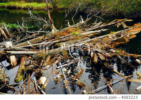 Driftwood in a river 4083223