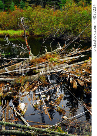 Driftwood in a river 4083224