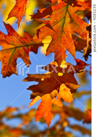 Autumn leaves 4083239